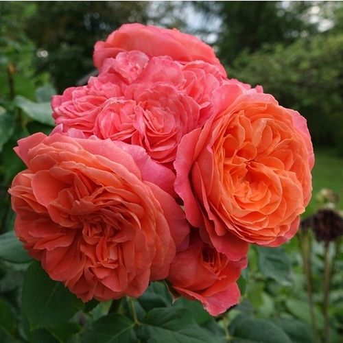 Gärtnerei - Rosa Emilien Guillot™ - orange - nostalgische rosen - diskret duftend - Dominique Massad - -